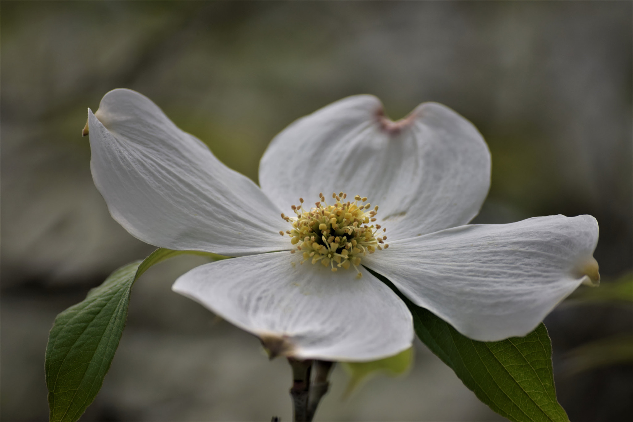 Nikon D5300 sample photo. "imagination..." photography