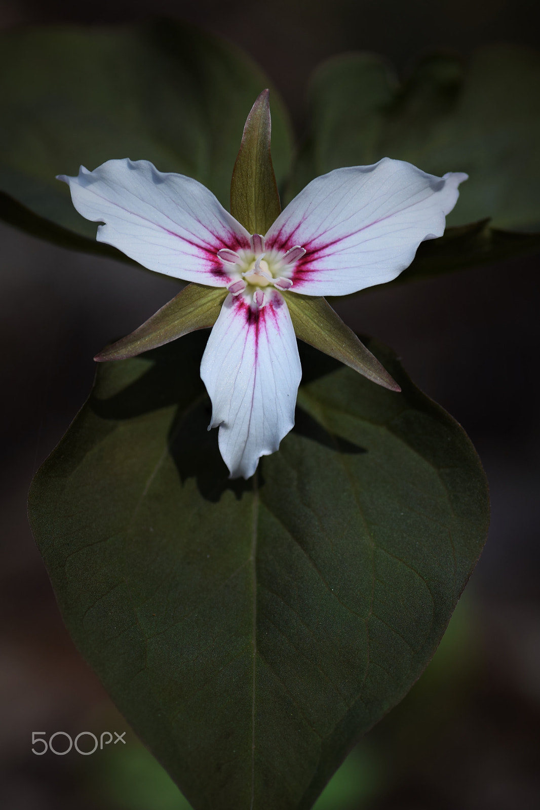 Nikon D3300 sample photo. Trillium undulatum photography