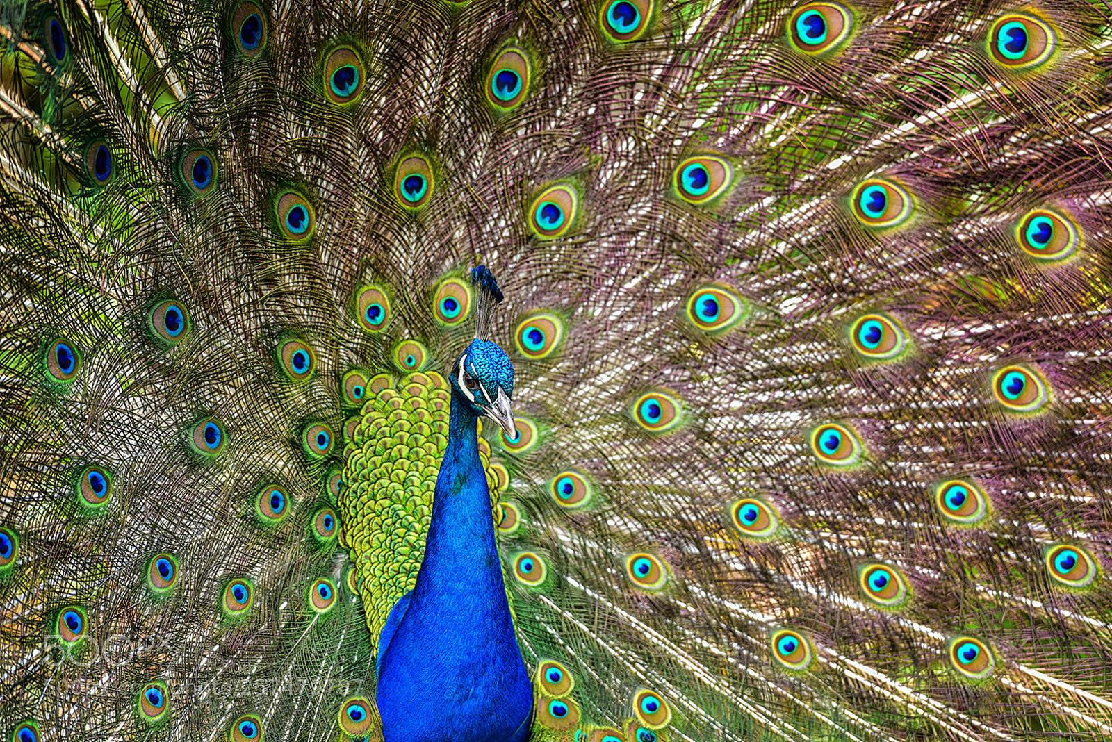 Nikon D810 sample photo. Captain peacock photography