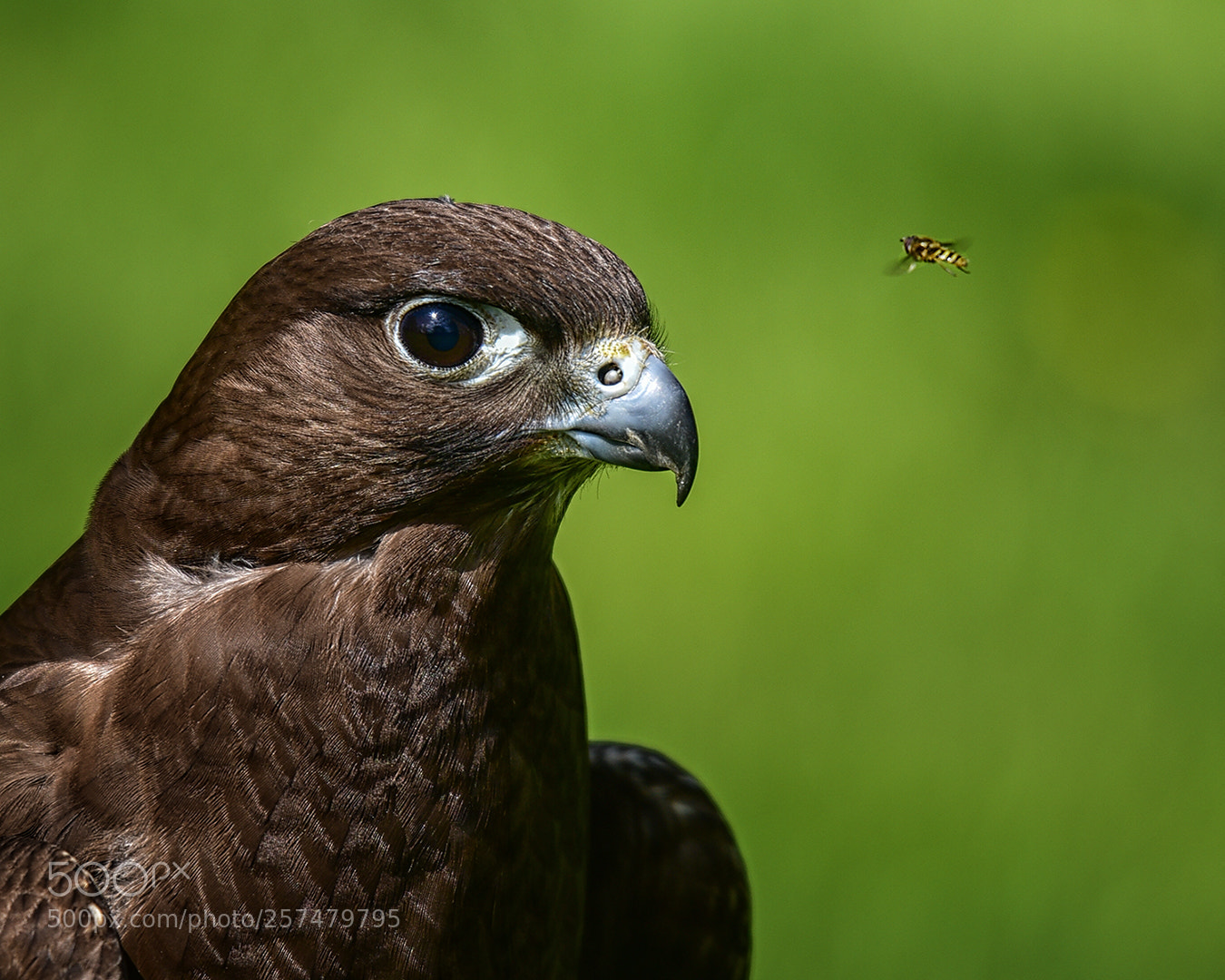 Nikon D810 sample photo. Pesky bugs photography