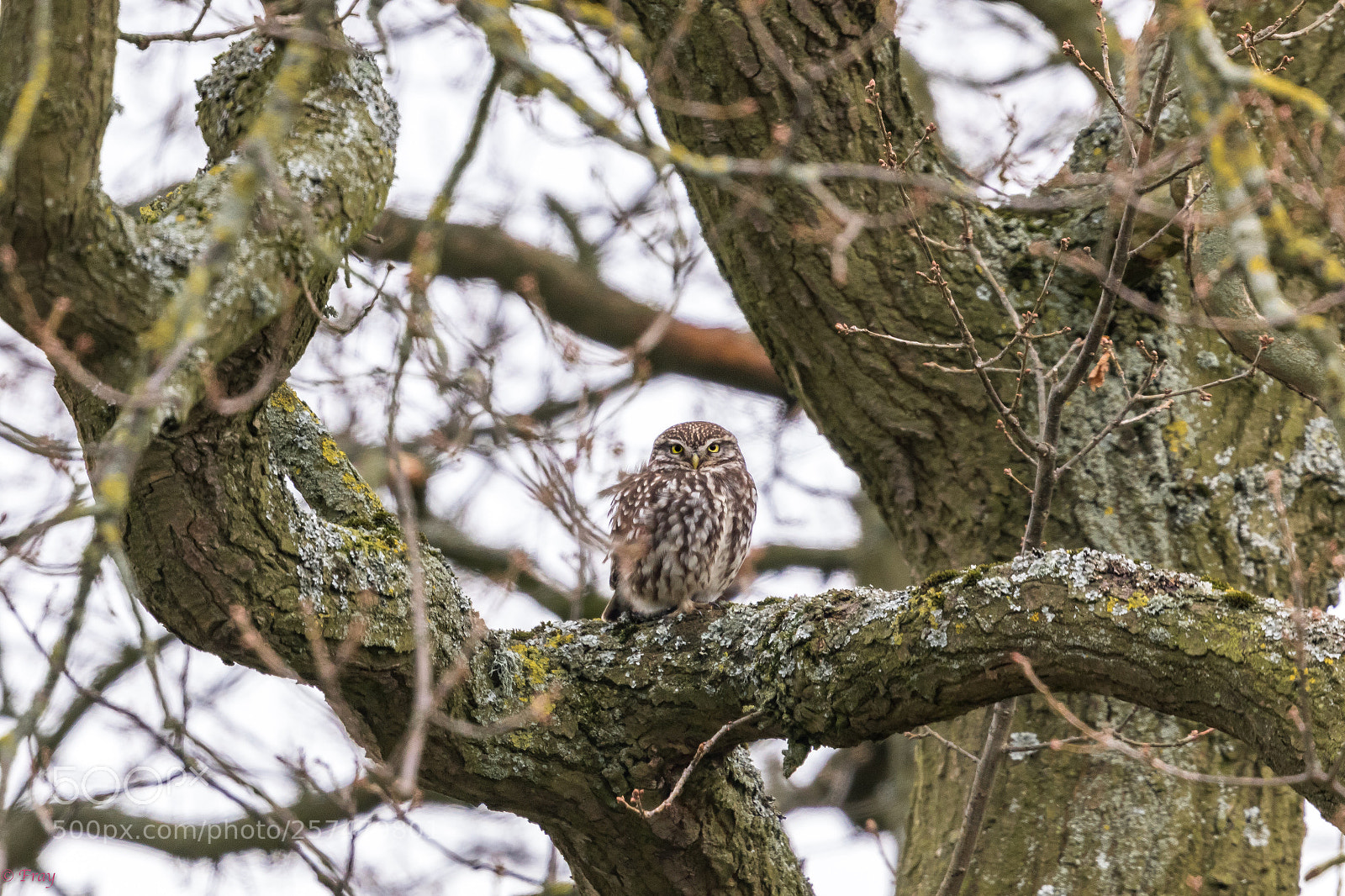 Canon EOS 7D Mark II sample photo. Little owl  photography
