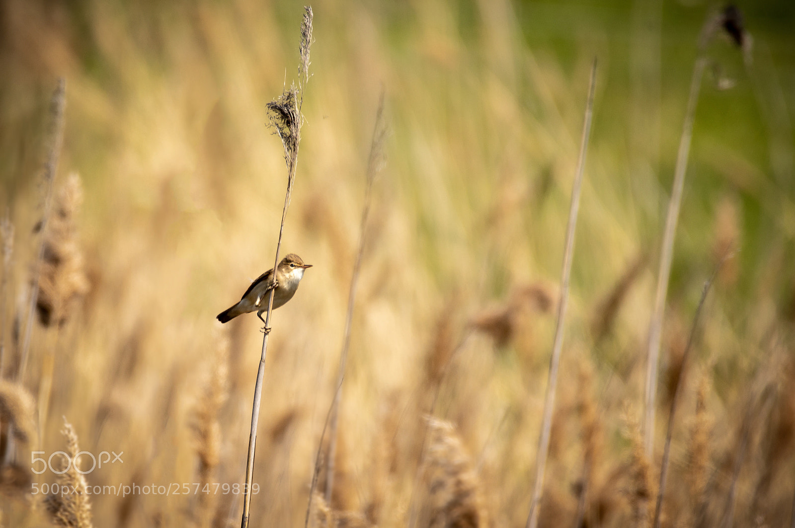 Canon EOS 7D Mark II sample photo. Reed warbler photography