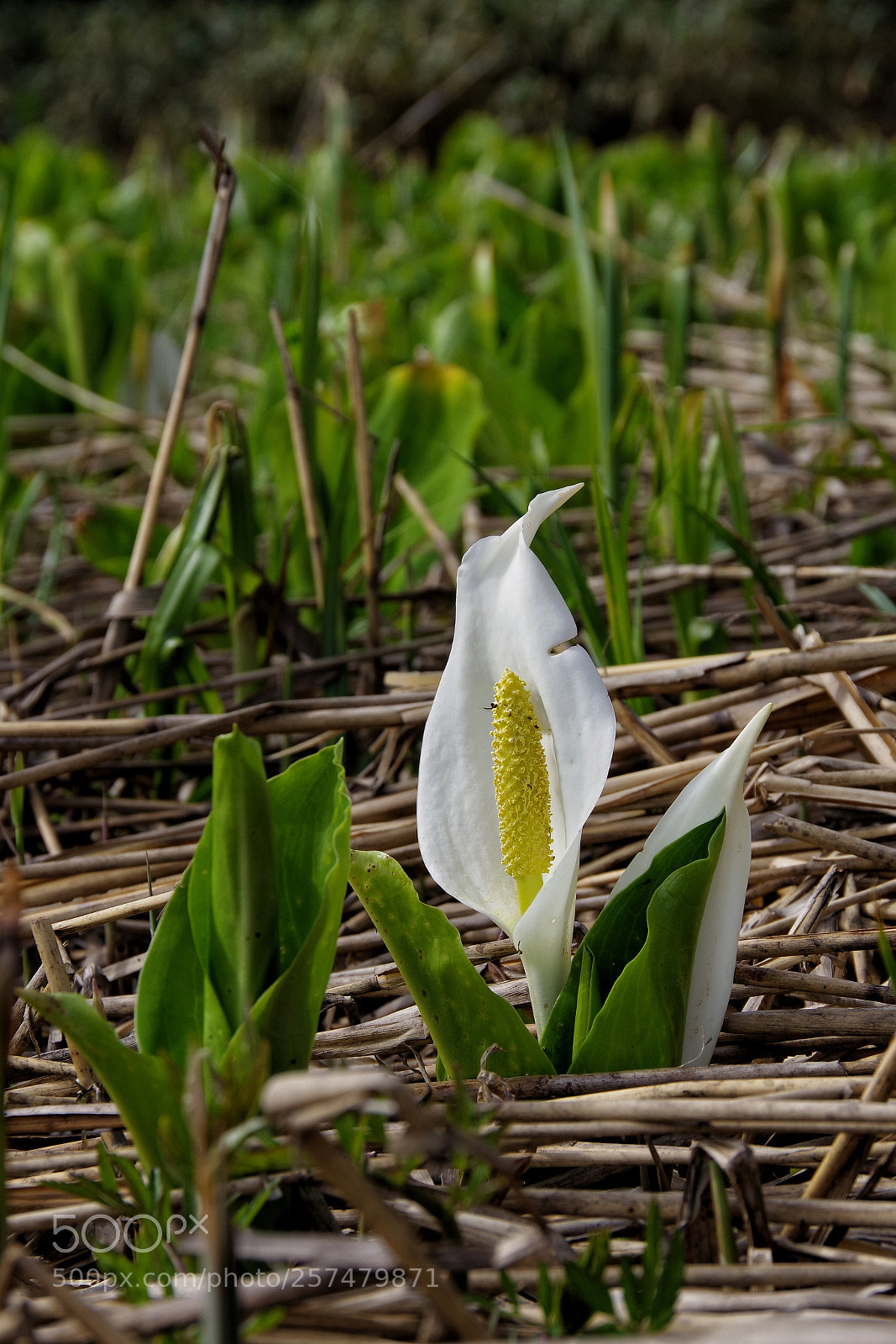 Pentax K-70 sample photo. Spring wetland fairy photography