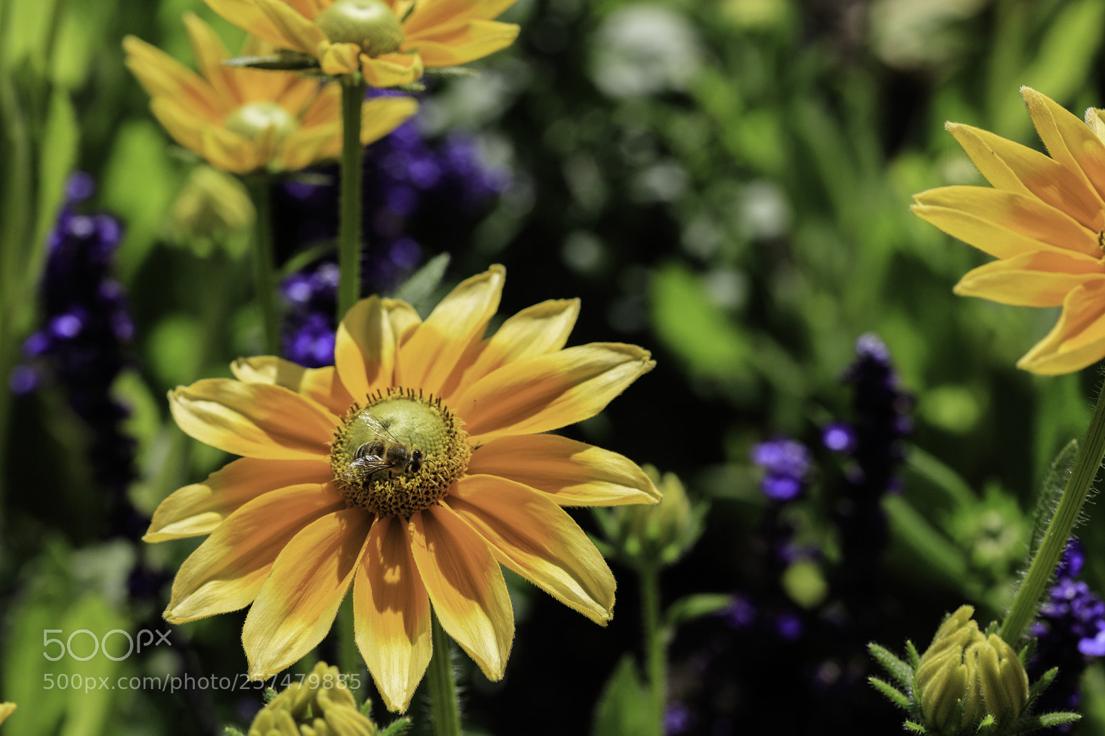 Canon EOS 5DS sample photo. Flowerbed photography