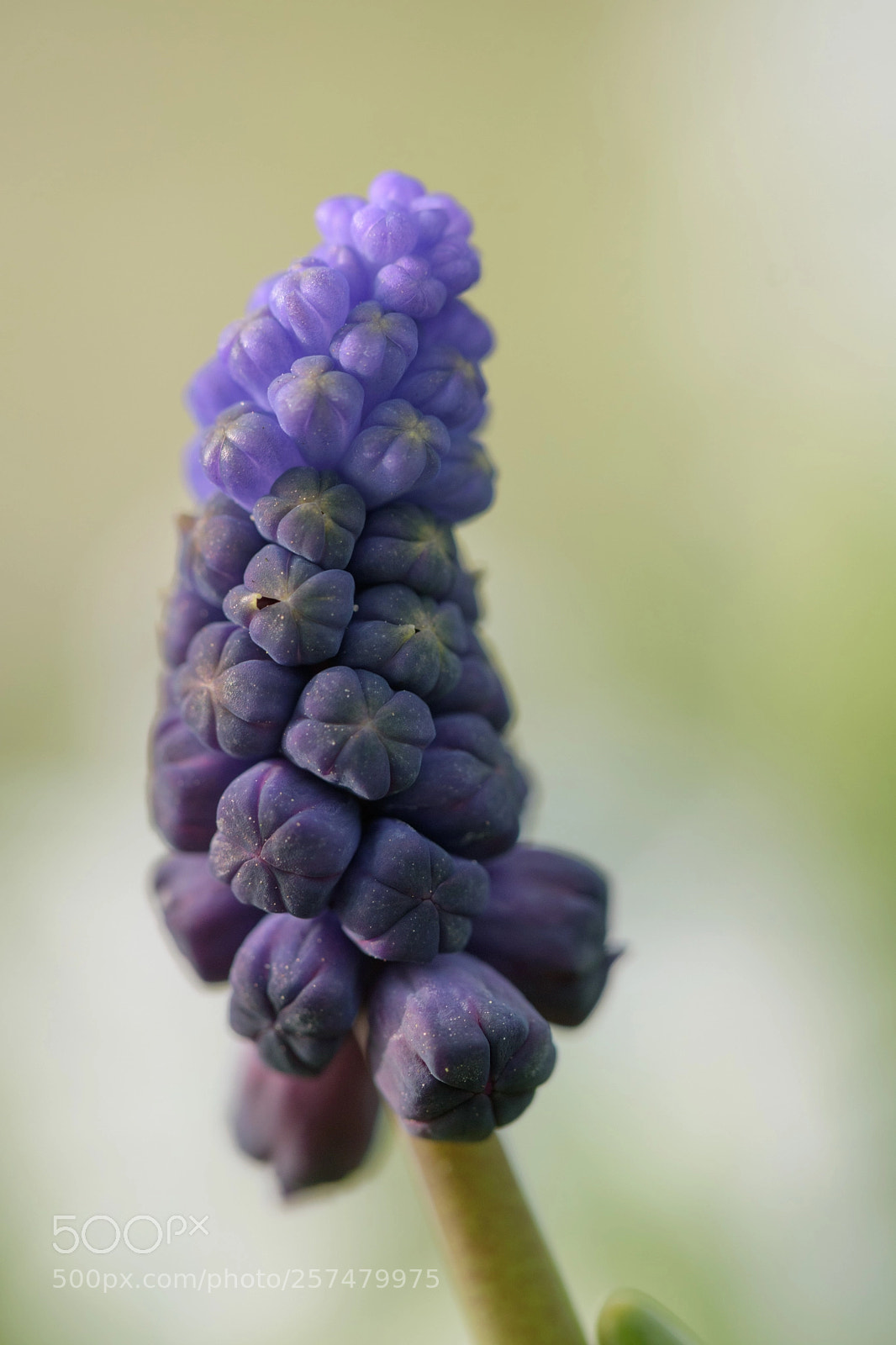 Nikon D5500 sample photo. A whole lot of photography