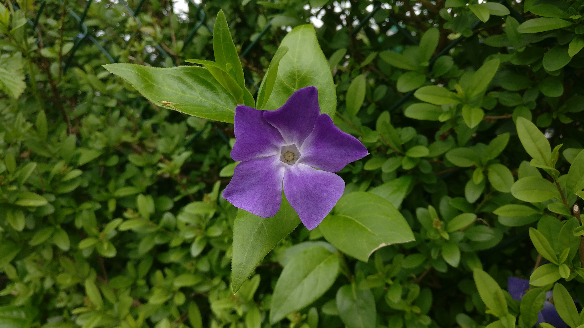 OnePlus A3000 sample photo. Periwinkle photography