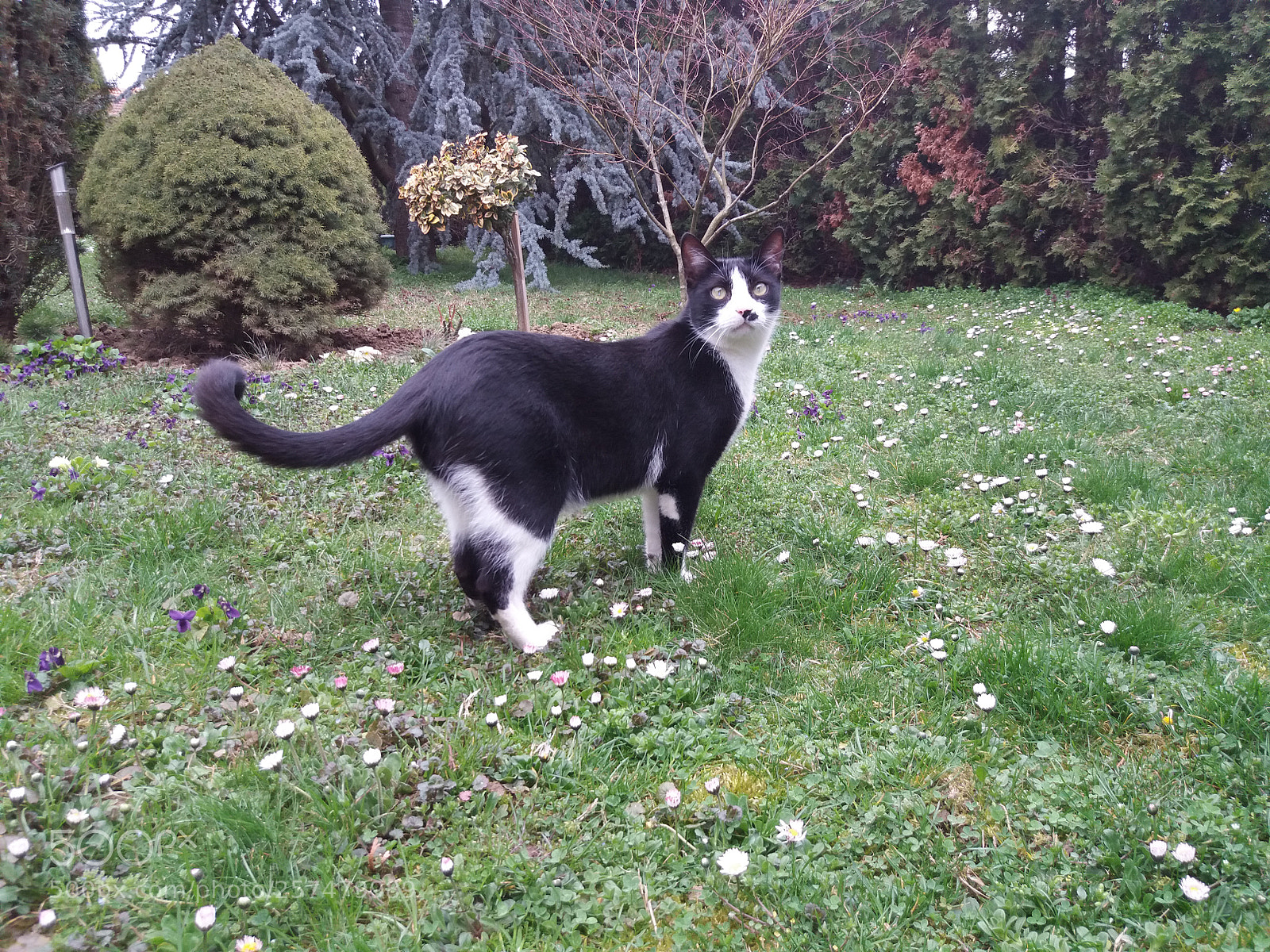 Samsung Galaxy J5(2016) sample photo. Cat guppy photography
