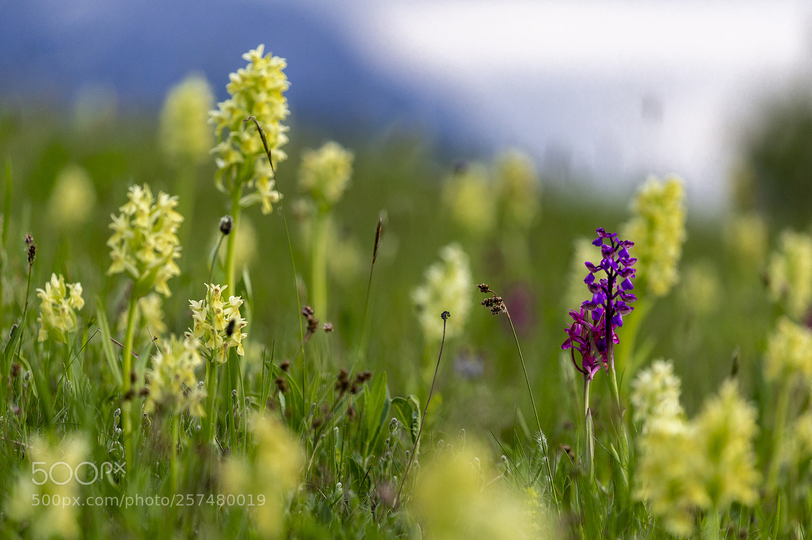 Canon EOS 6D sample photo. Mountain flowers photography