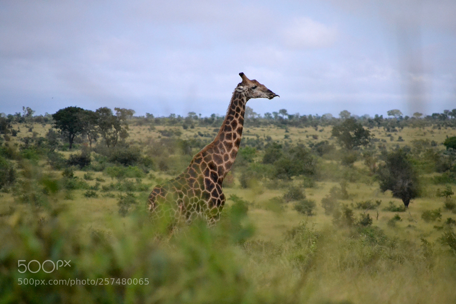Nikon D3100 sample photo. Giraffe sticking his tongue photography