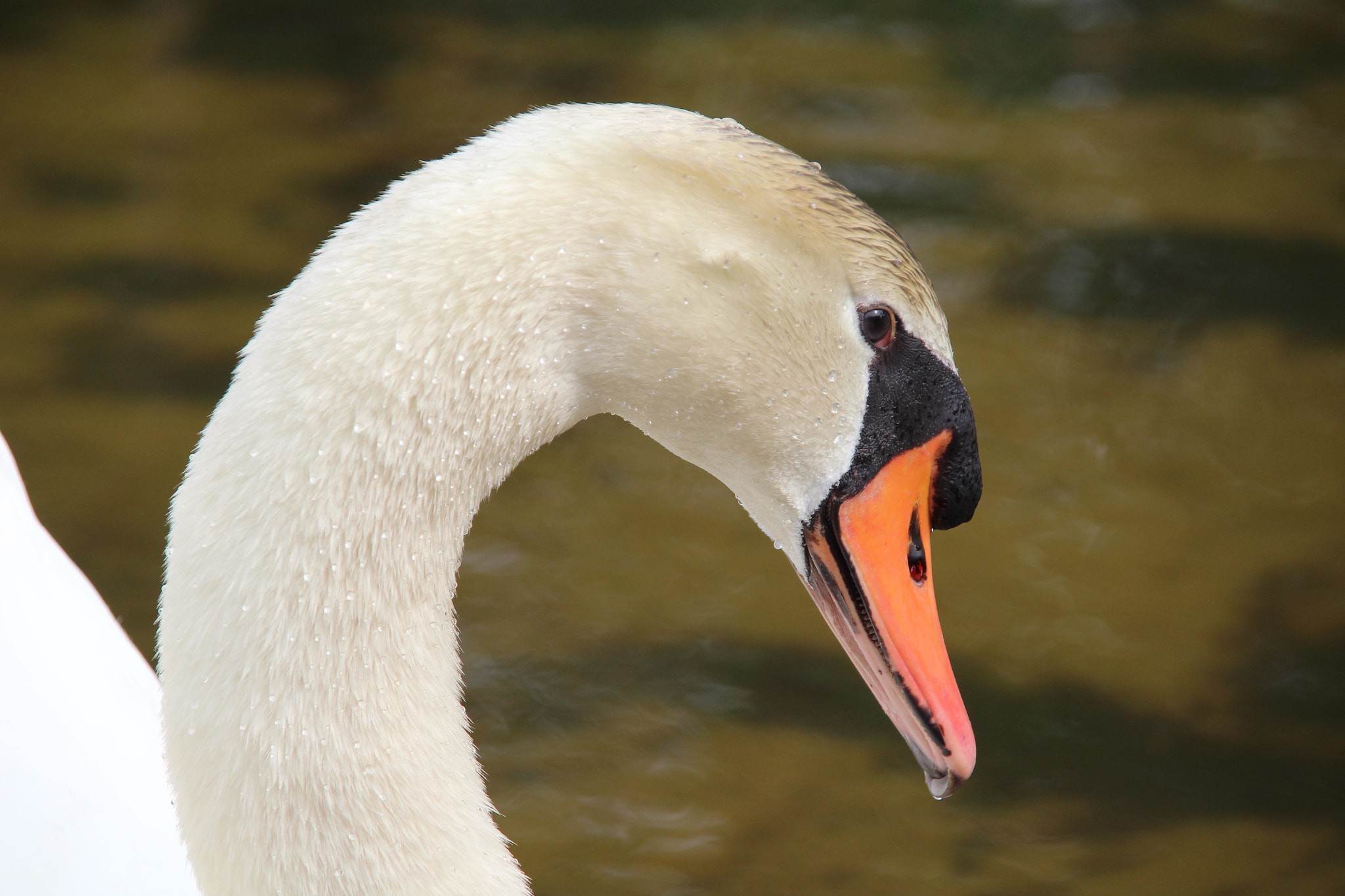 Sigma 18-200mm f/3.5-6.3 DC OS sample photo. Cob photography