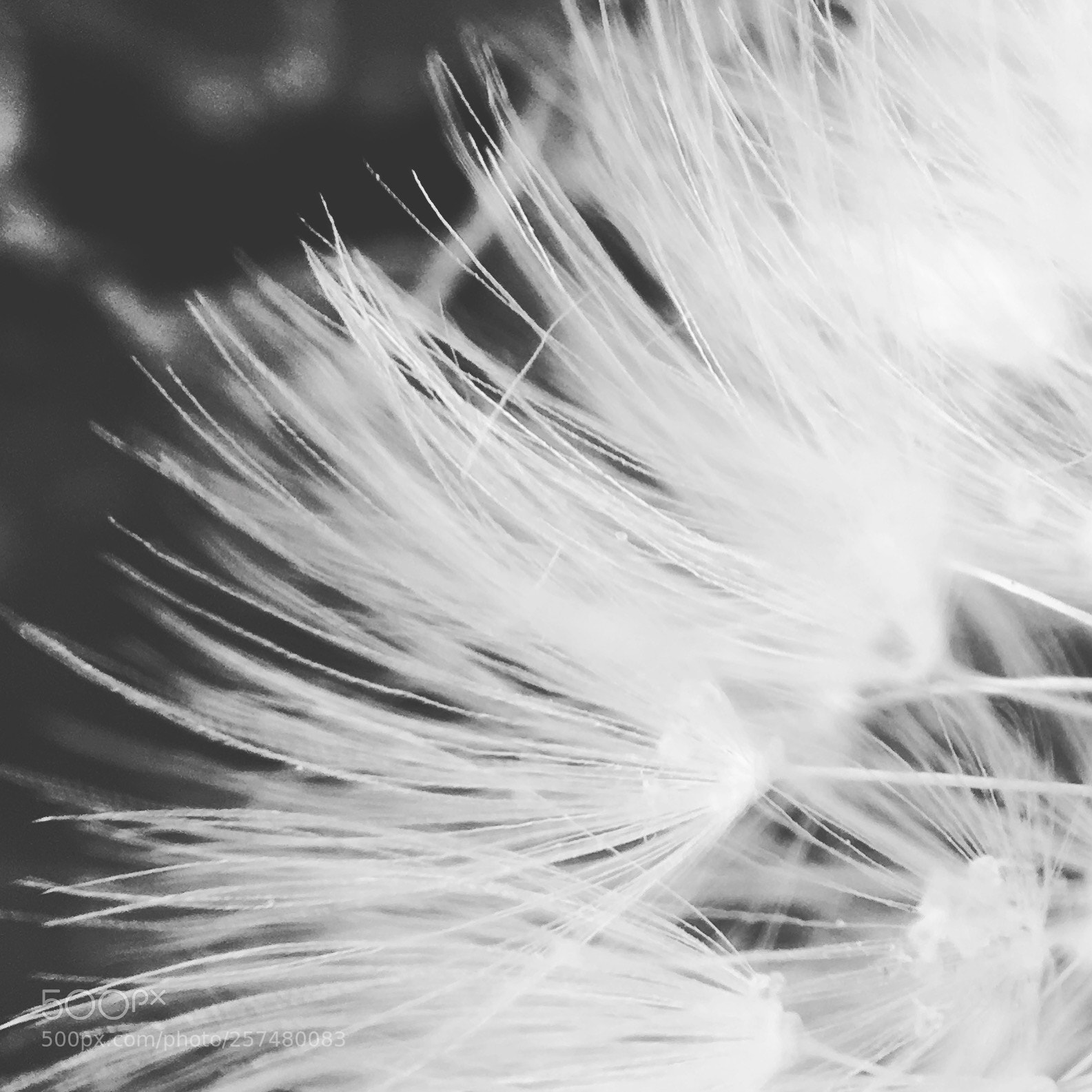 Apple iPhone SE sample photo. Dandelion photography