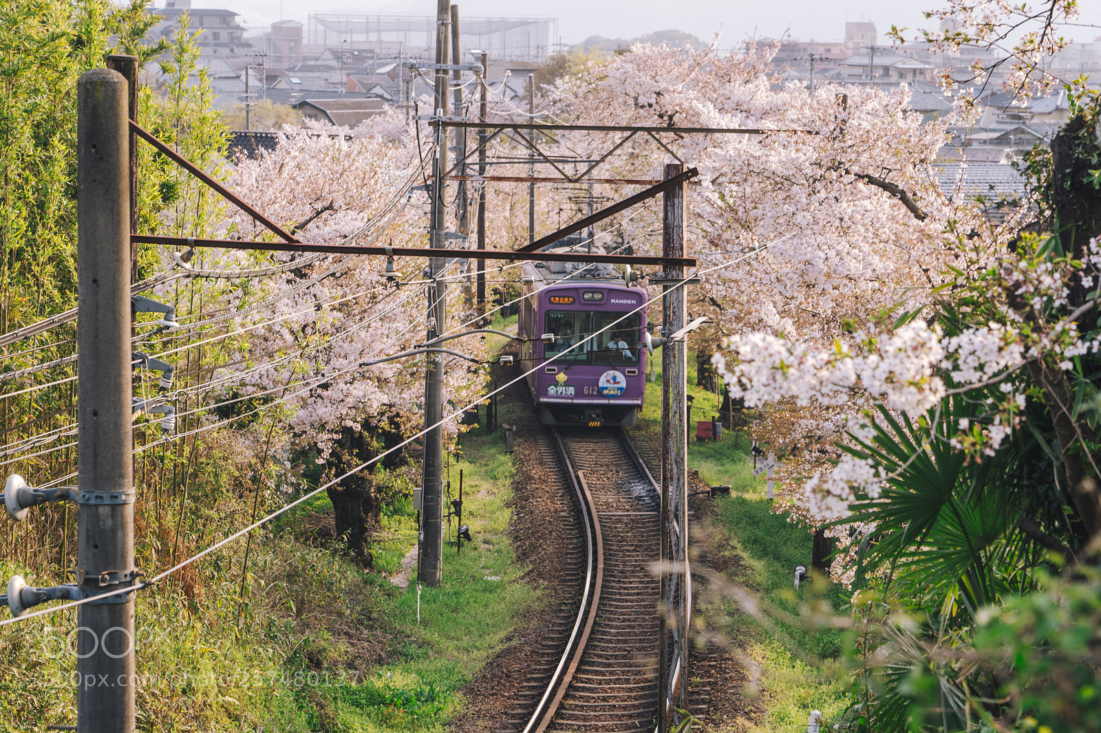 Sony a7 III sample photo. 嵐電 桜のトンネル photography