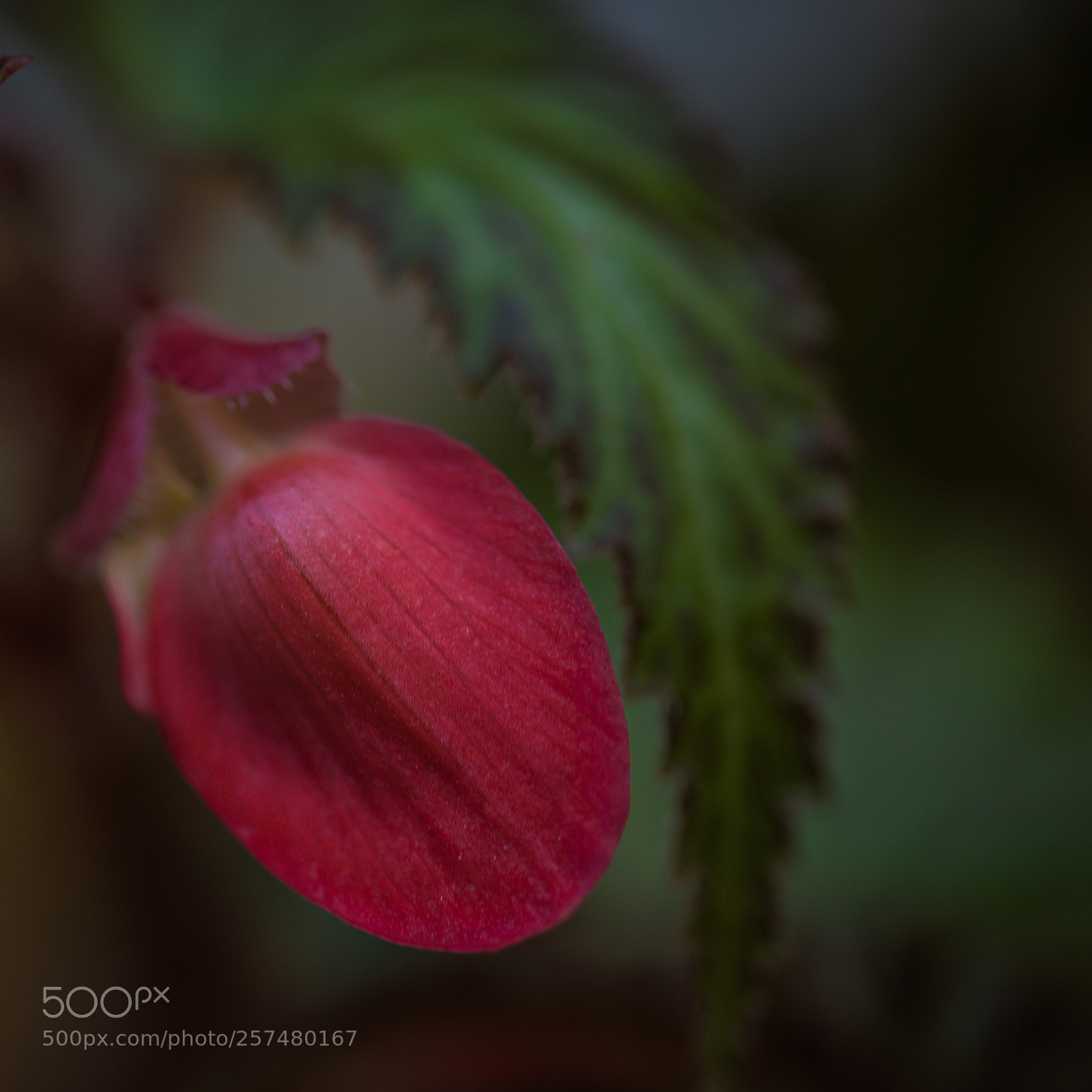 Nikon D750 sample photo. Red  petals photography