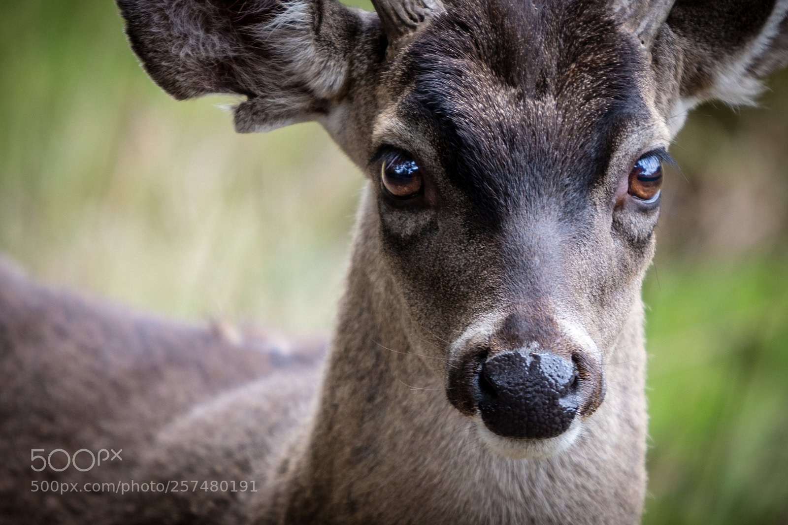 Nikon D500 sample photo. Deer photography