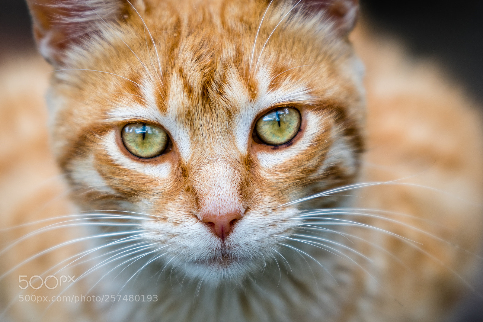 Nikon D500 sample photo. Kitty photography