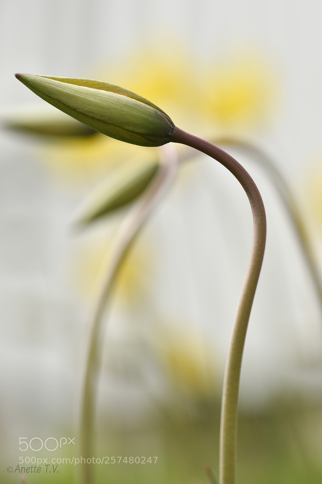 Nikon D5500 sample photo. Wild tulip.. photography