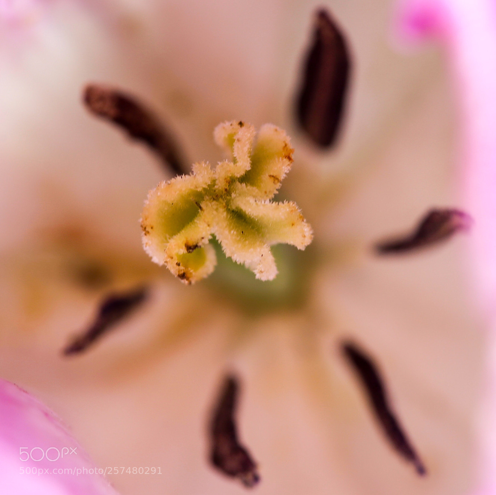 Canon EOS 6D sample photo. Tulip pistil photography
