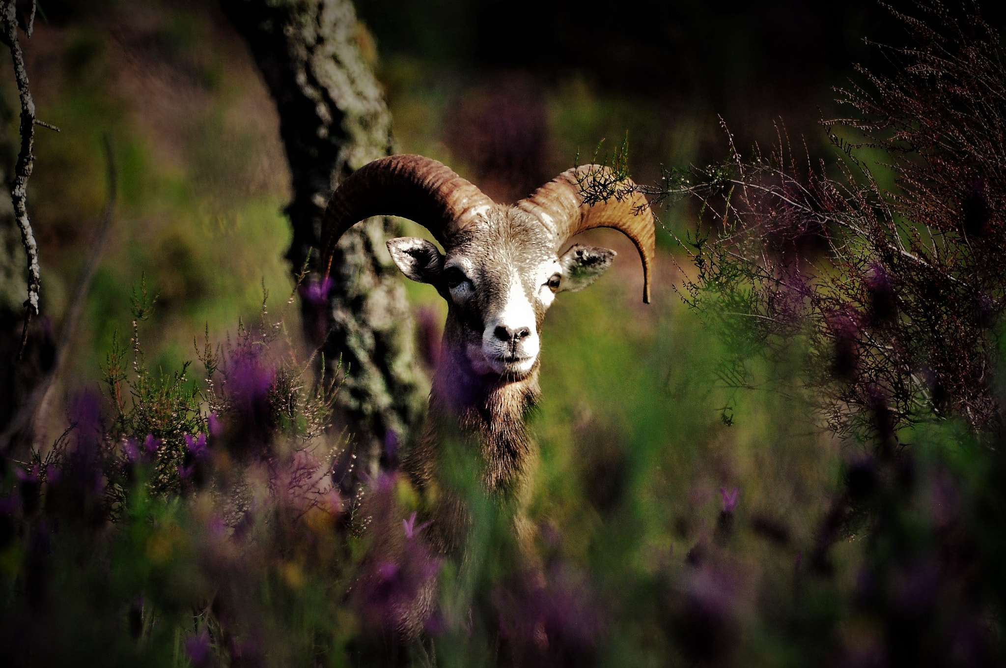 Nikon D90 sample photo. Young mouflon looking at me / jeune mouflon me regarde photography