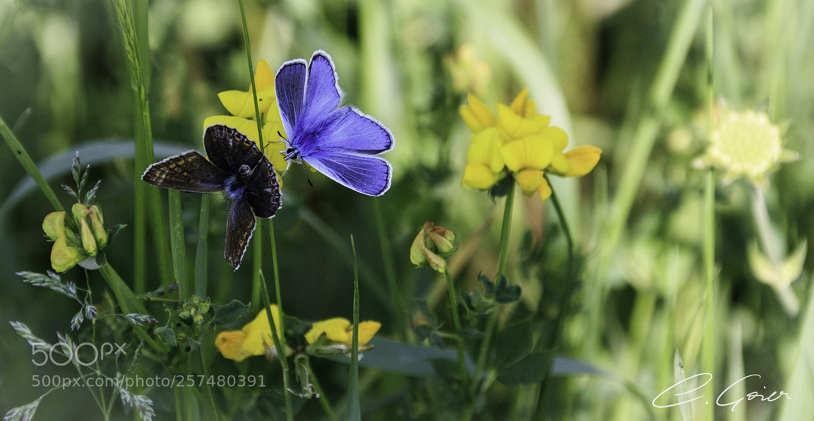 Canon EOS 77D (EOS 9000D / EOS 770D) sample photo. Free like the butterflies photography
