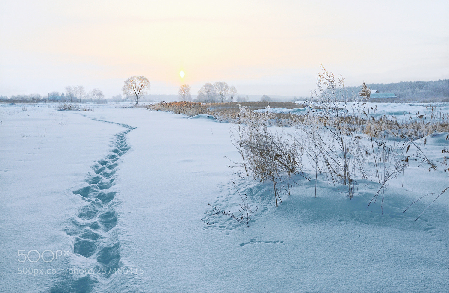 Nikon D300 sample photo. Frosty morning photography