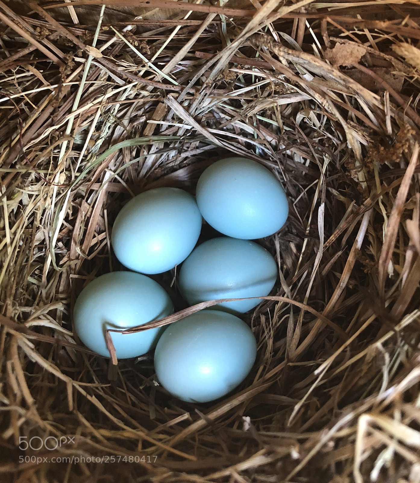 Apple iPhone 8 Plus sample photo. Blue bird eggs photography