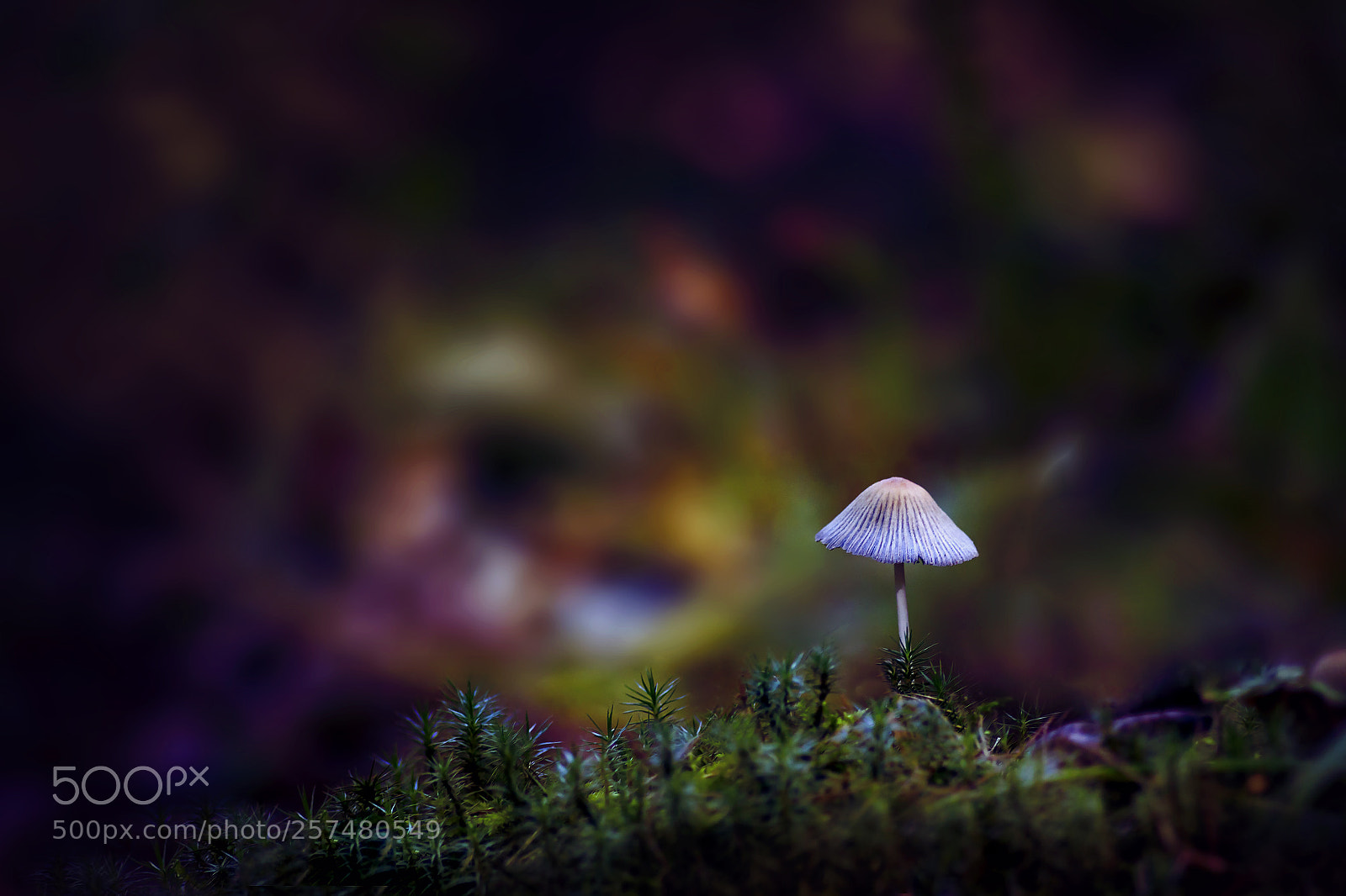 Canon EOS 50D sample photo. A mushroom . my photography