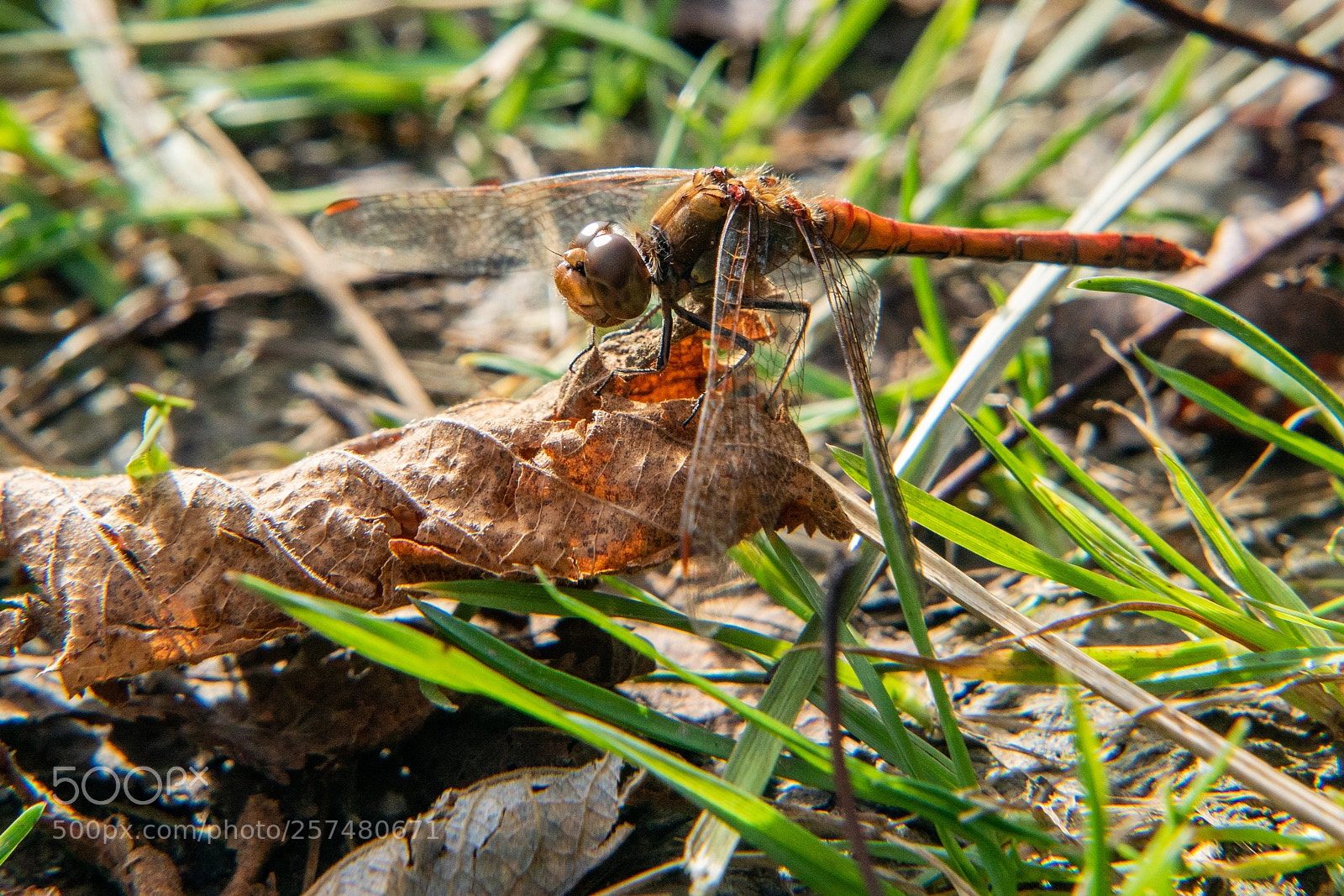 Sony ILCA-77M2 sample photo. Red dragonfly photography
