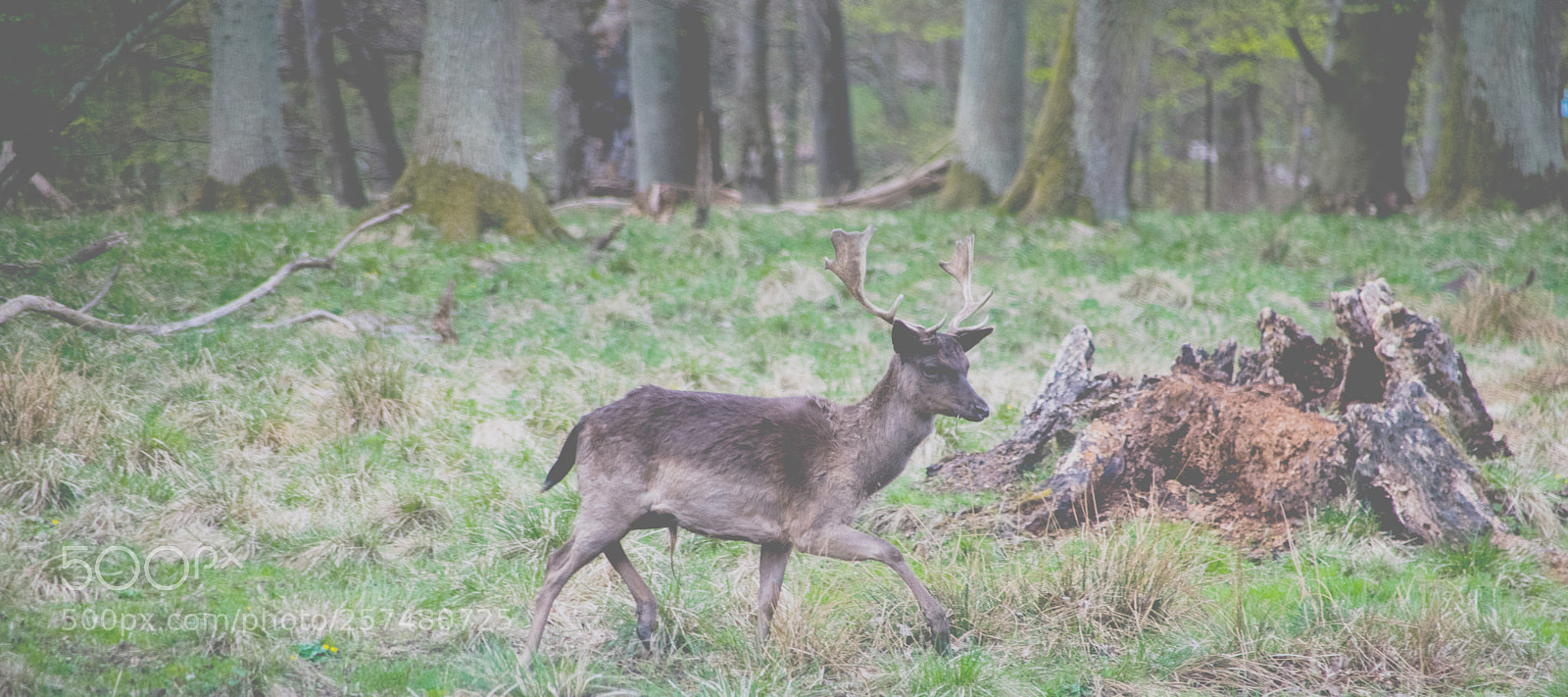 Nikon D3300 sample photo. Sneaking through the woods photography