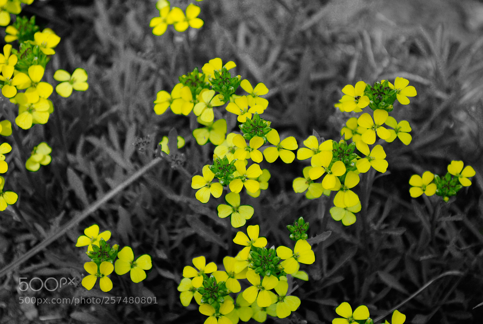 Nikon D3000 sample photo. Flowers black white and photography
