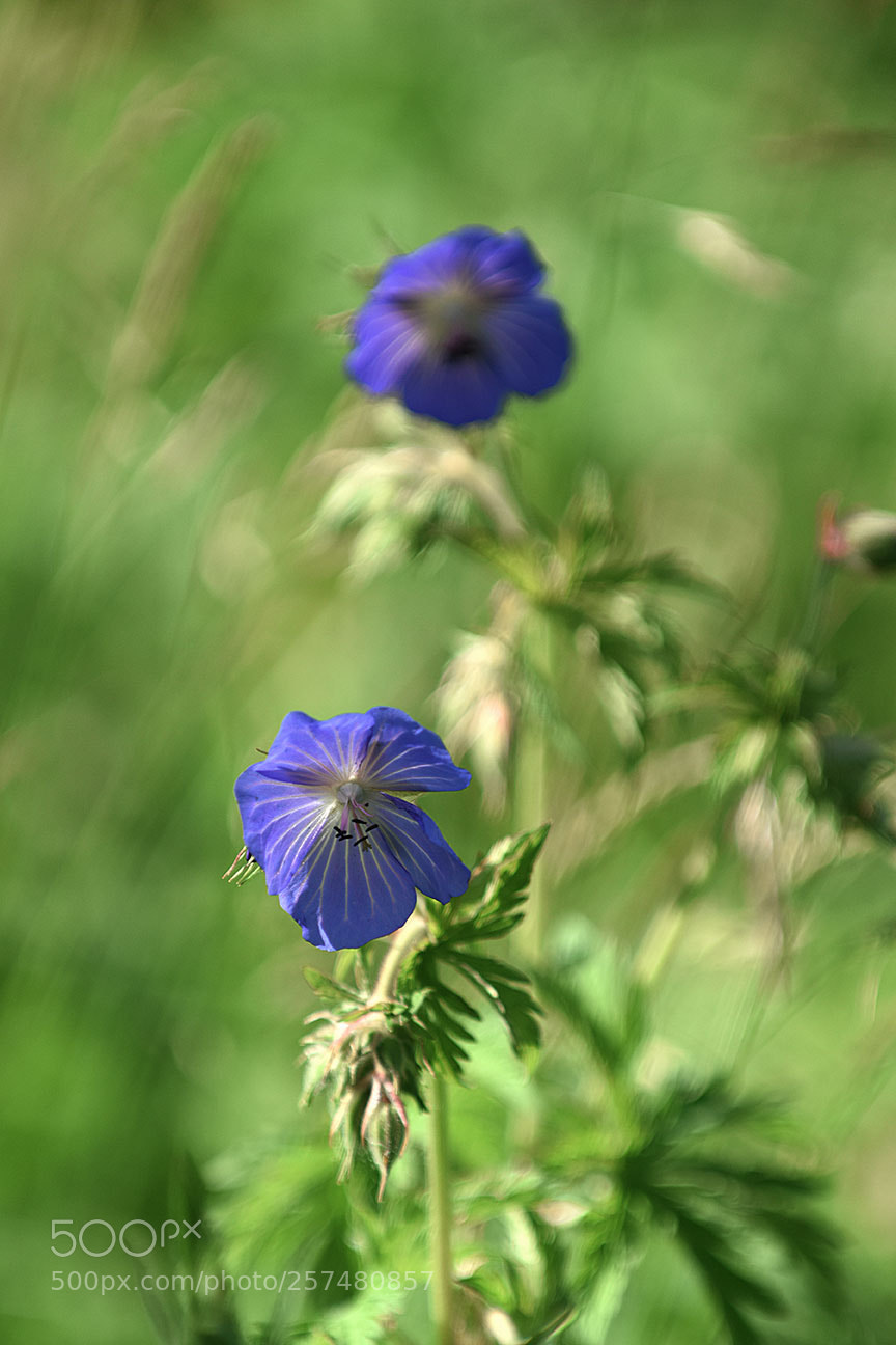 Nikon D810 sample photo. Geranium photography