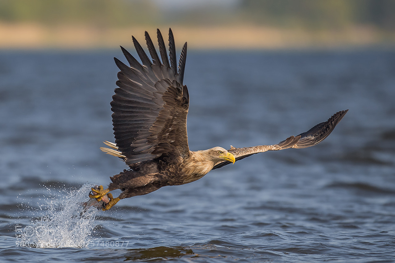 Nikon D5 sample photo. Bielik, haliaeetus albicilla, eagl photography