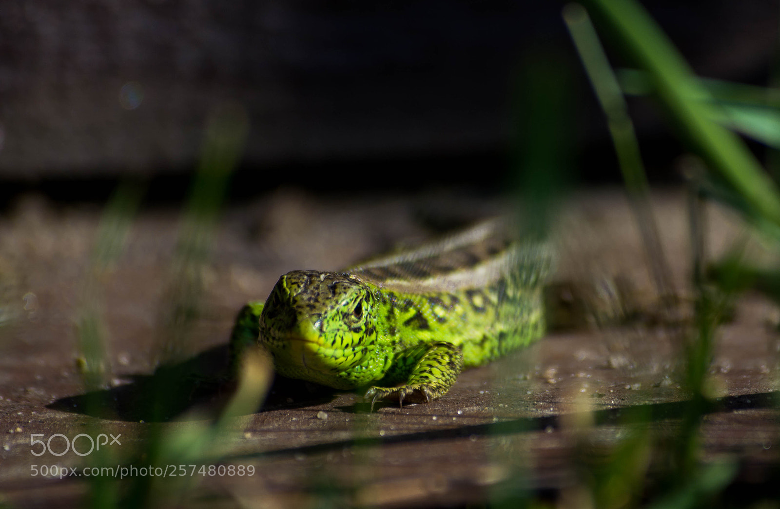 Nikon D5200 sample photo. Lizard in the garden photography