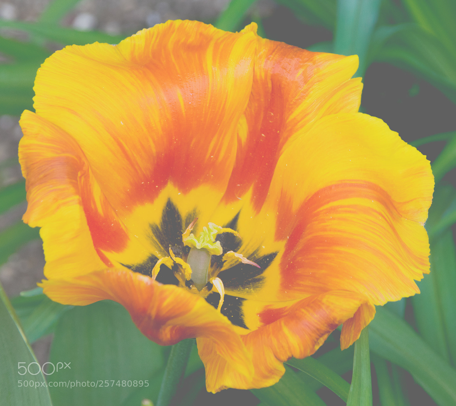 Nikon D3300 sample photo. Vibrant photography
