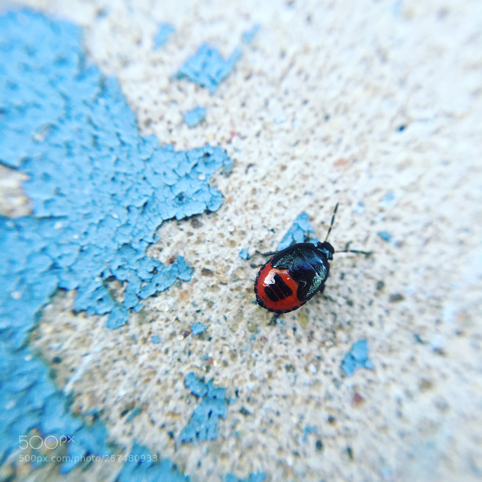 Apple iPhone SE sample photo. Rebel bug photography