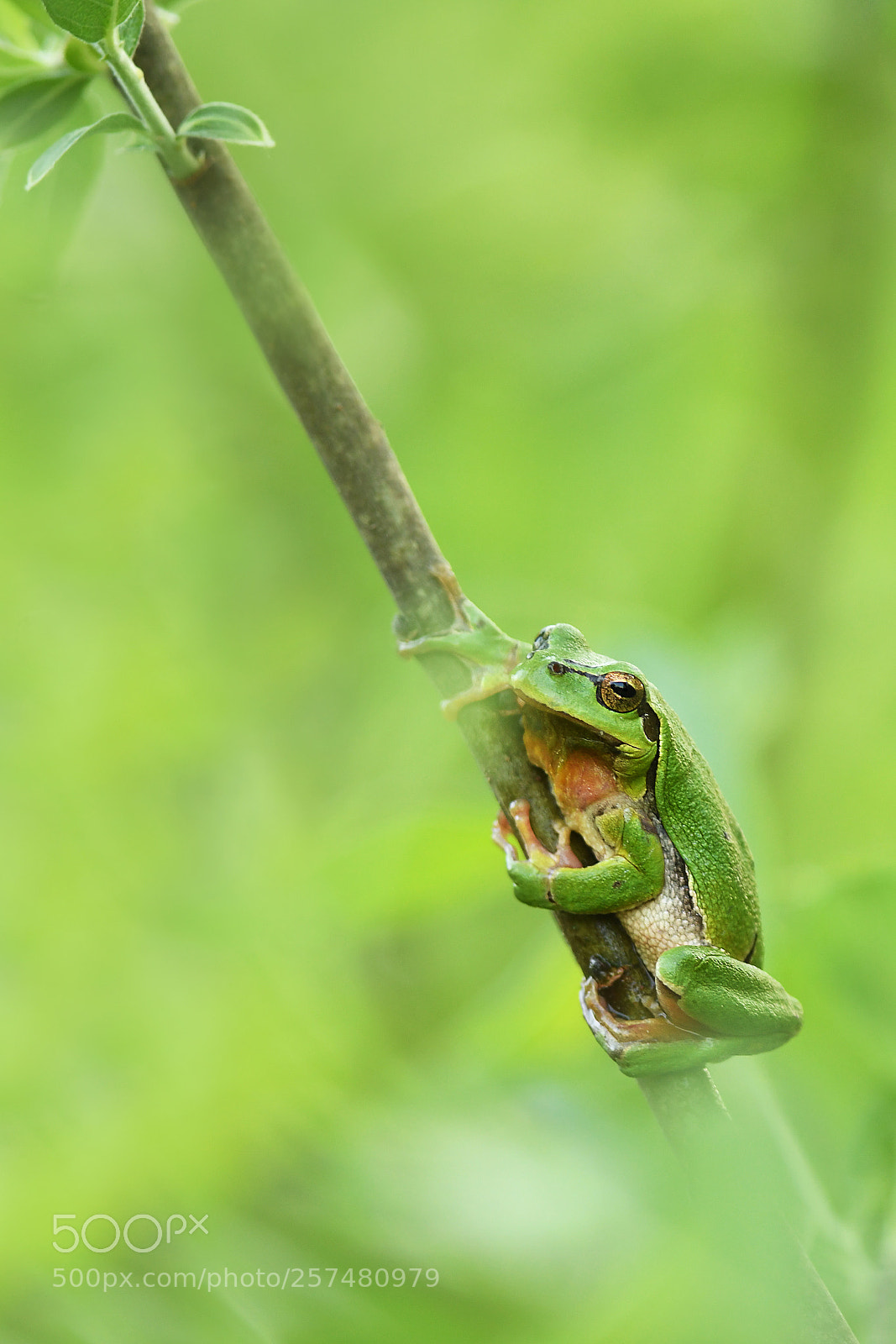 Nikon D500 sample photo. Tree frog photography