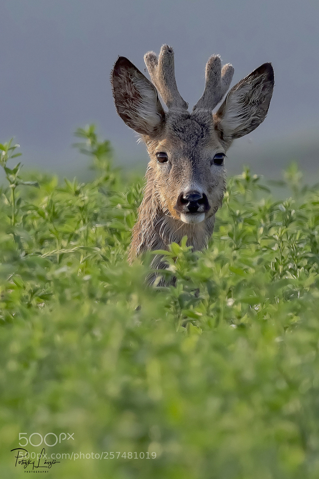 Olympus OM-D E-M1 Mark II sample photo. Roebuck photography