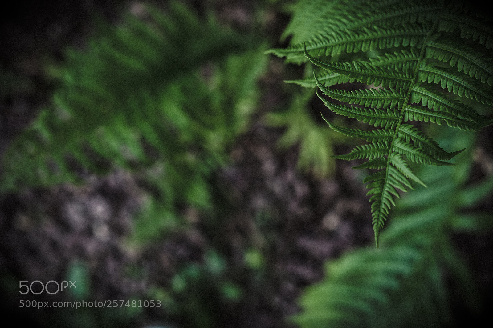 Sony a7 sample photo. Fern. photography