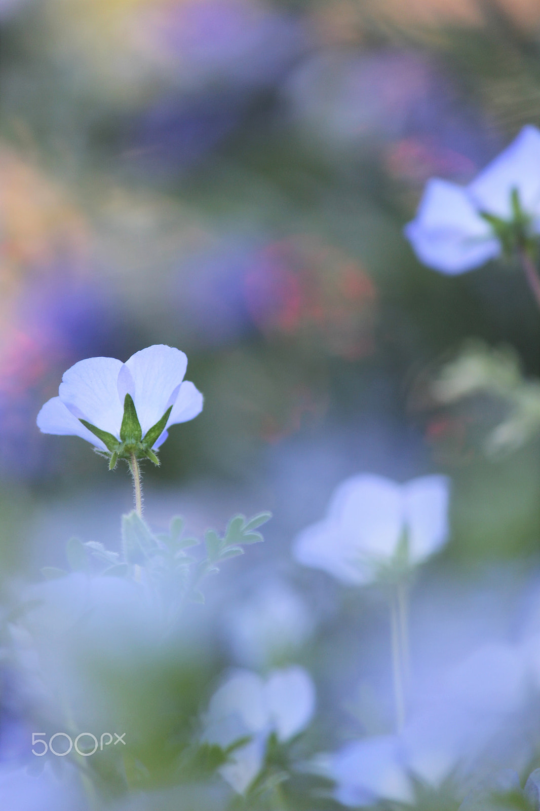 Canon EF-S 55-250mm F4-5.6 IS II sample photo. Blue fairy photography