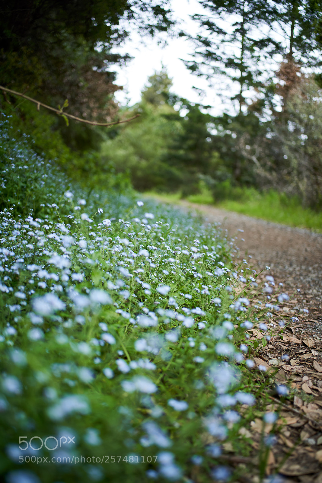 Sony a7R III sample photo. Forget-me-not photography