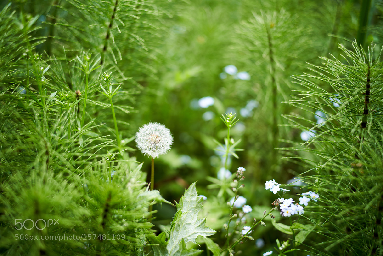 Sony a7R III sample photo. Dsc photography
