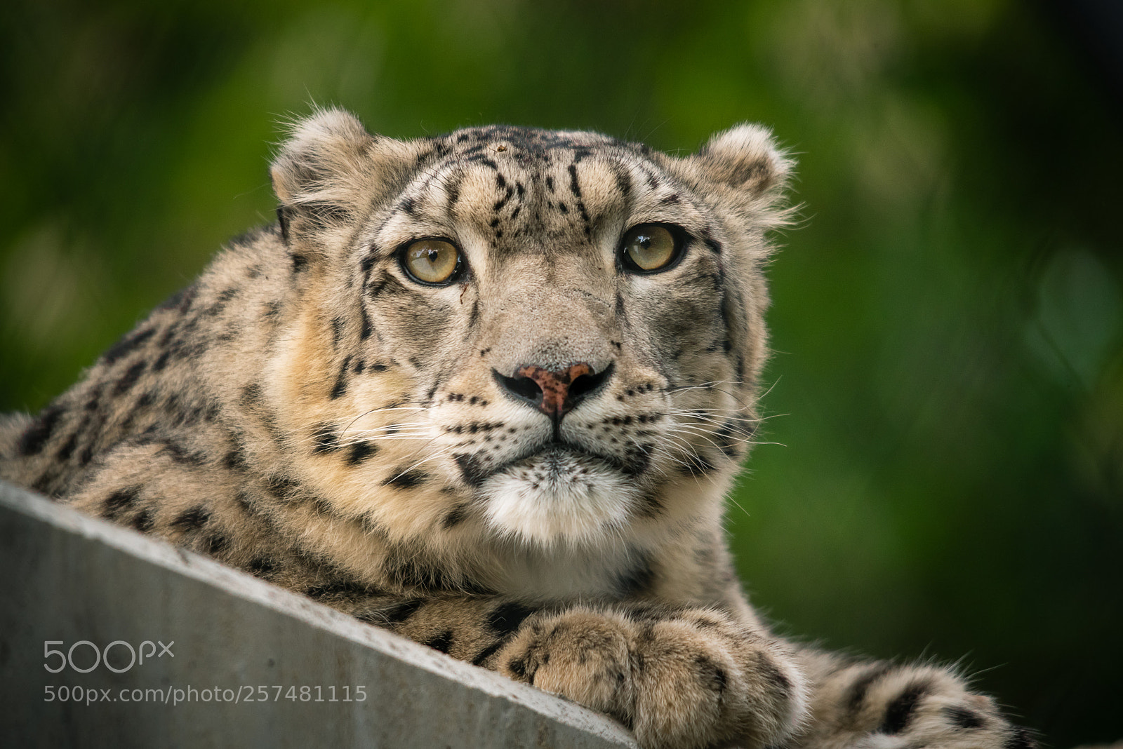 Nikon D750 sample photo. Snow leopard photography