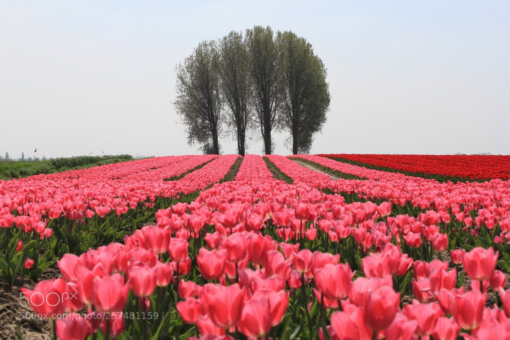 Canon EOS 60D sample photo. Beautiful bulb field with photography