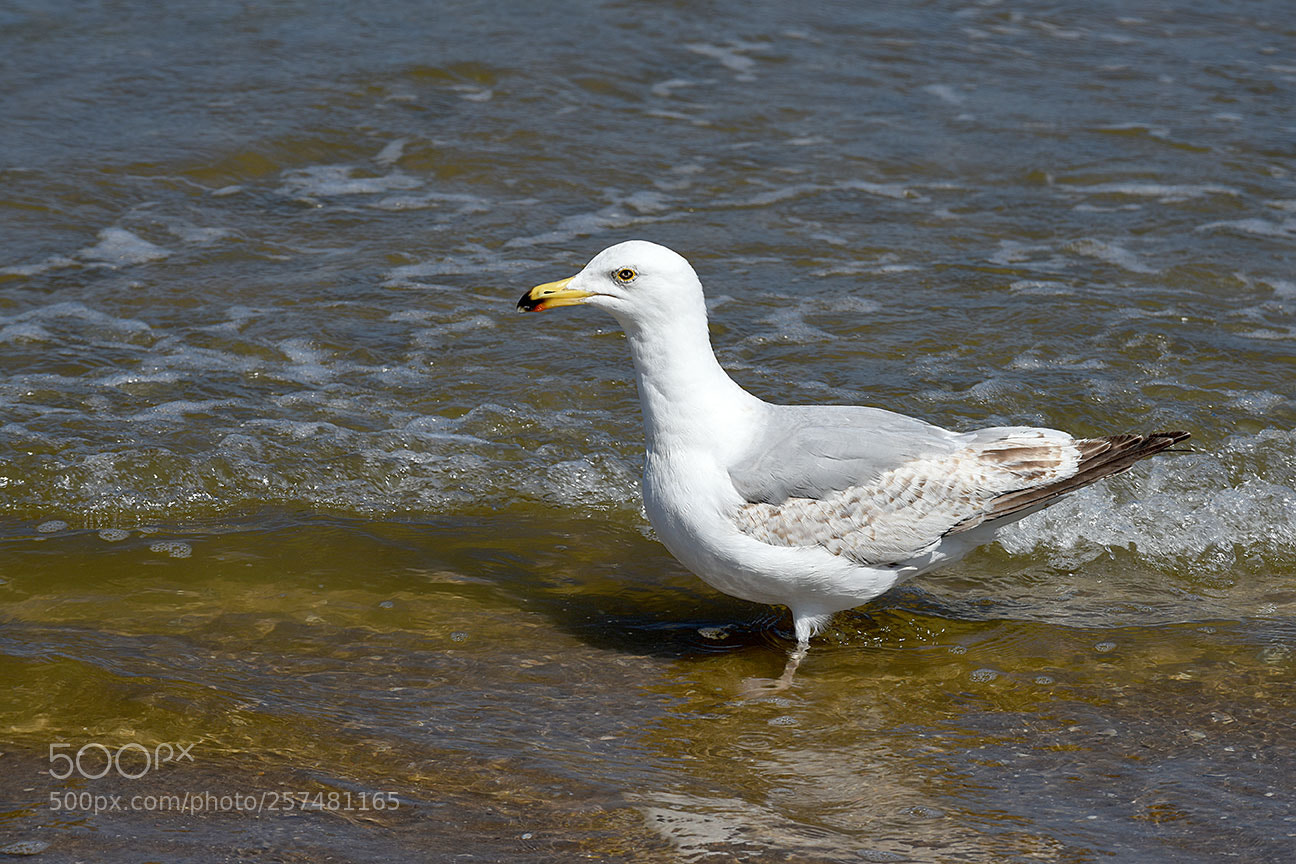 Nikon D810 sample photo. Seagull photography