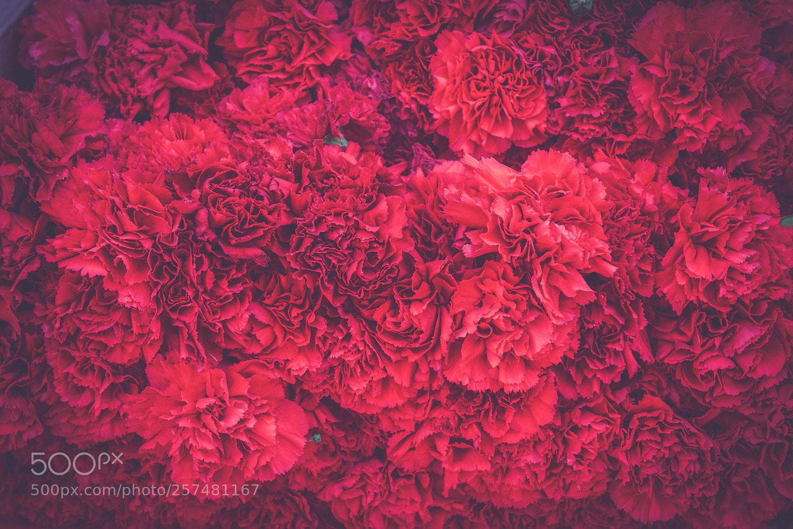 Nikon D800 sample photo. Flores.. photography