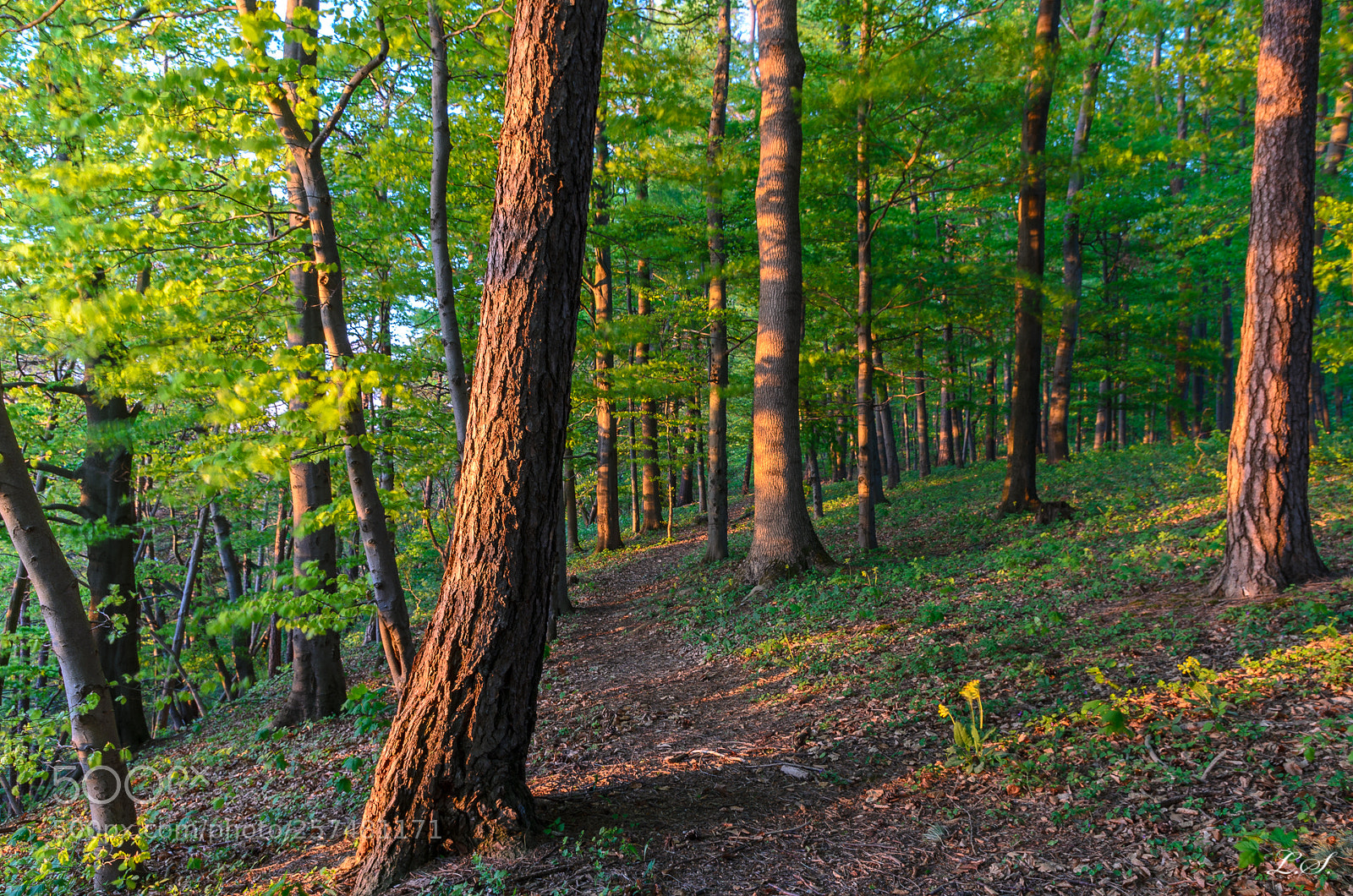 Nikon D5100 sample photo. Waldweg photography