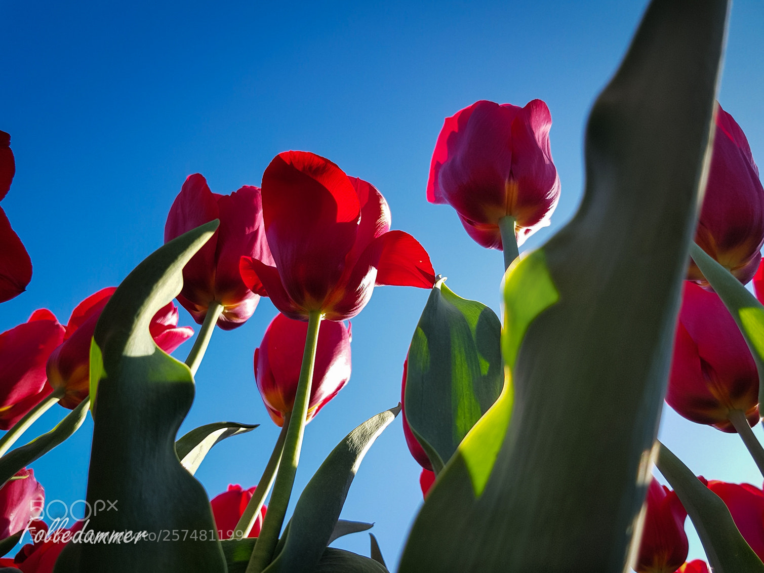 Samsung Galaxy S8 sample photo. Spring is in the photography