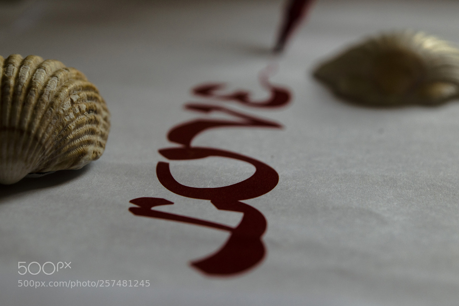 Nikon D5300 sample photo. Love in shell photography