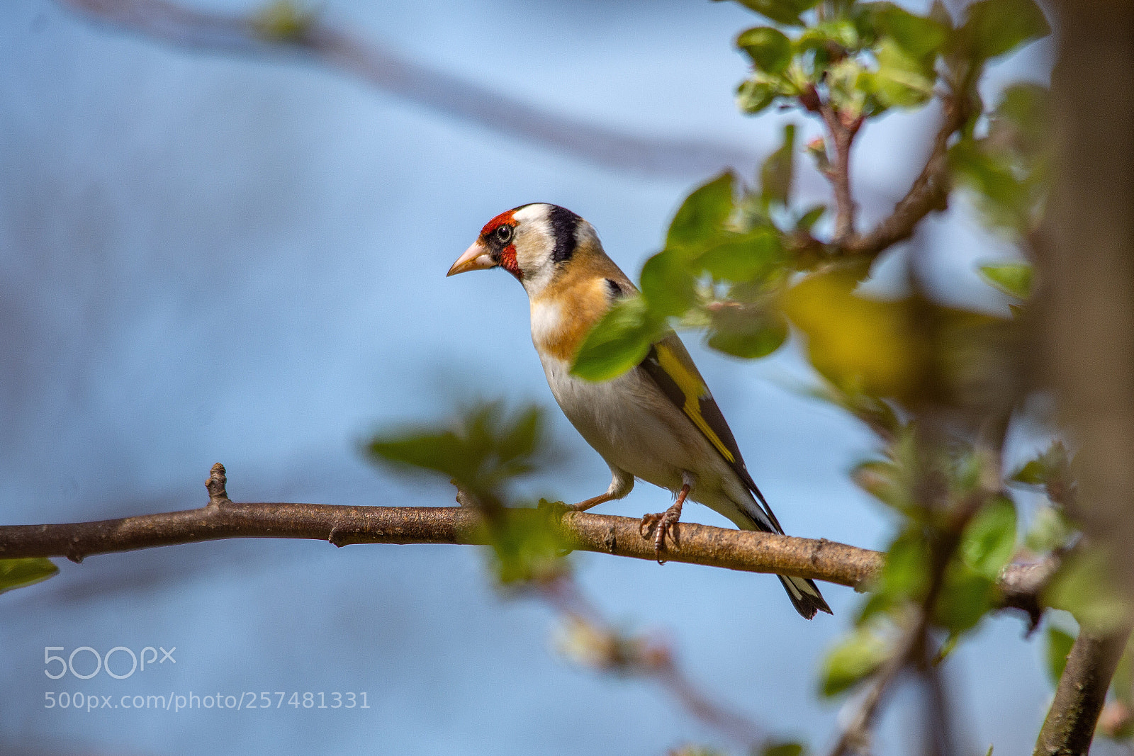 Nikon D7200 sample photo. European goldfinch photography