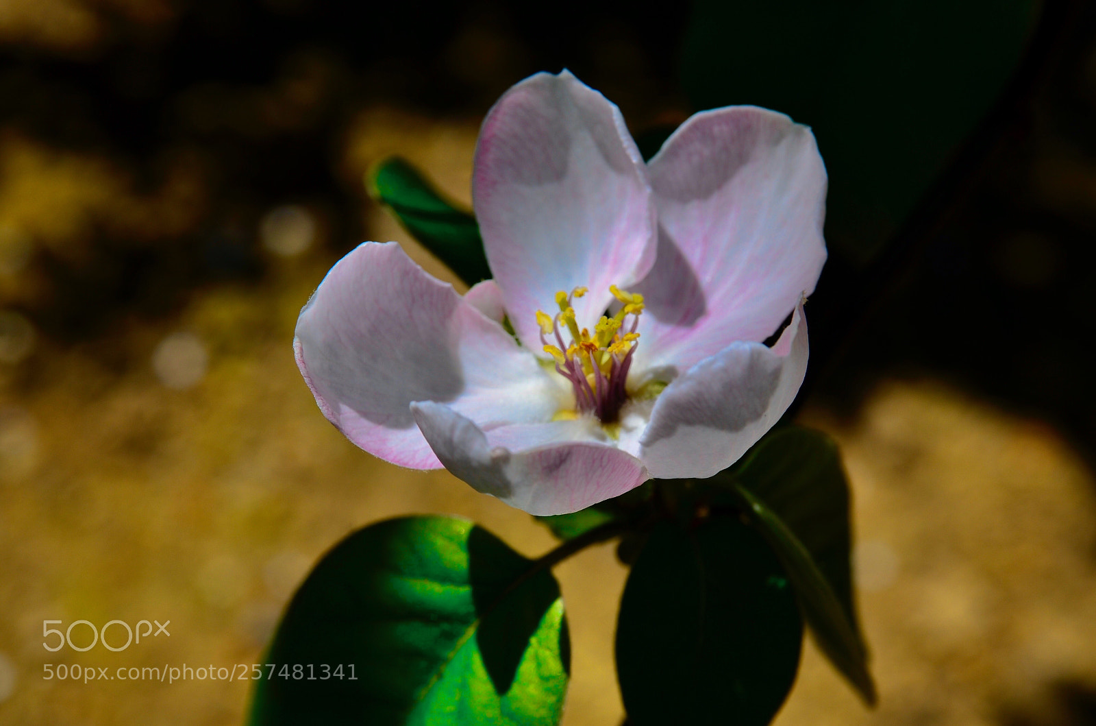 Nikon D7000 sample photo. Cydonia oblonga photography