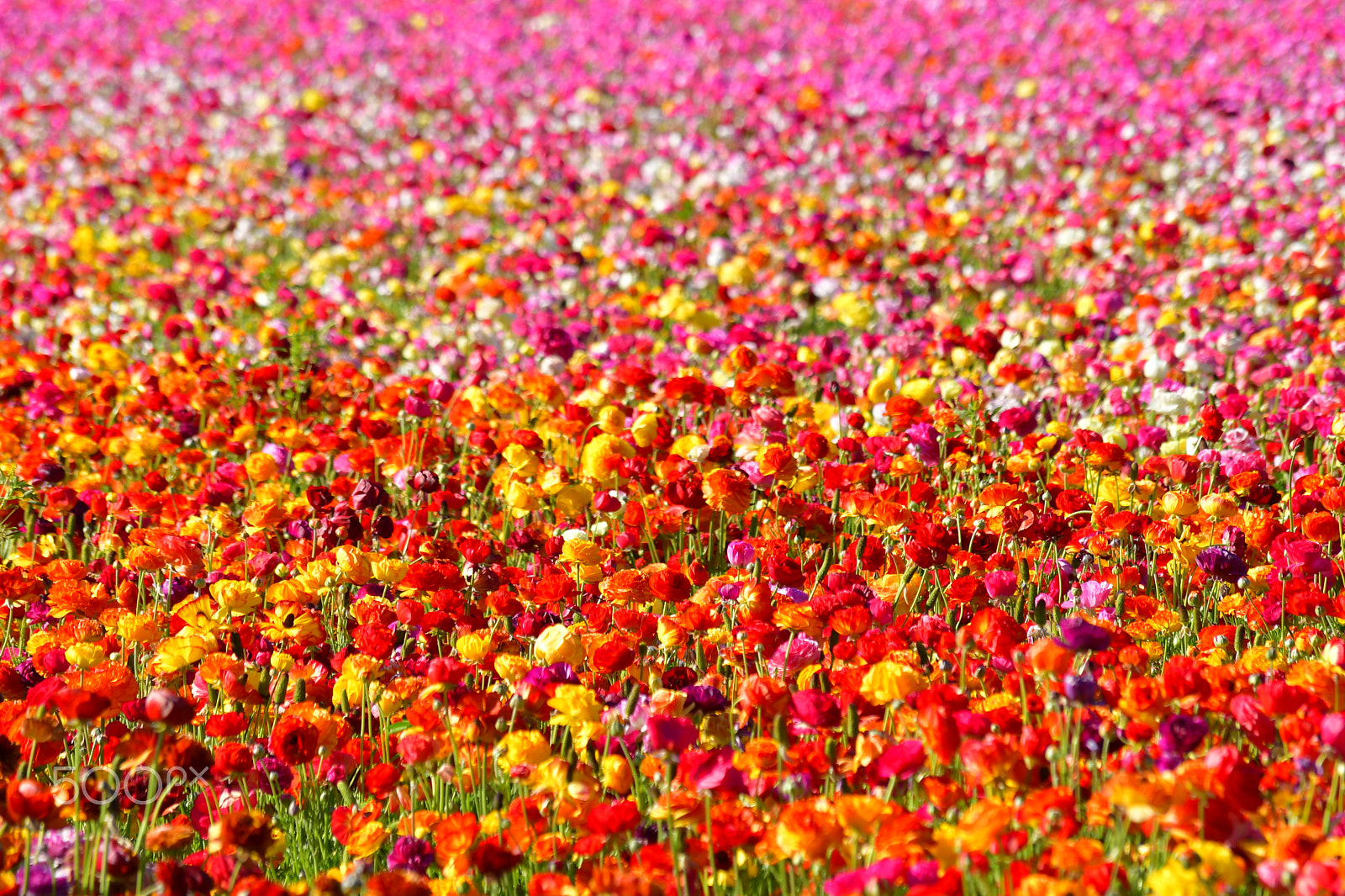 Nikon D500 sample photo. Flowers in carlsbad, ca photography